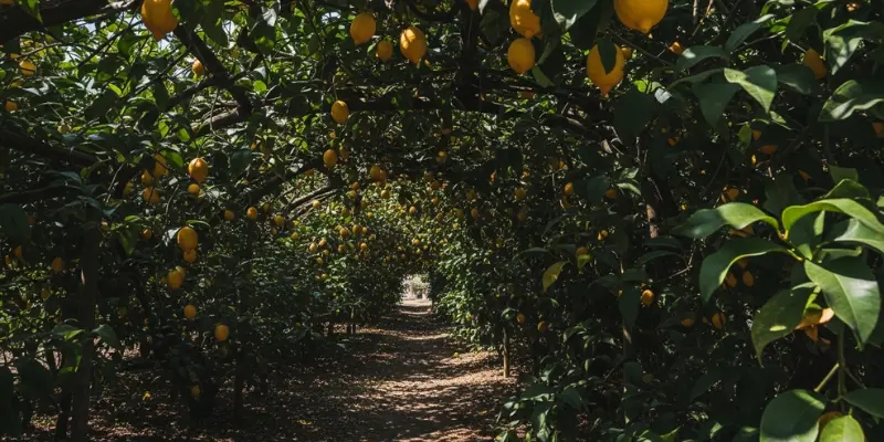 Sorrento and Amalfi Coast Things to Do: 2026 Ultimate Travel Guide Lemon Groves