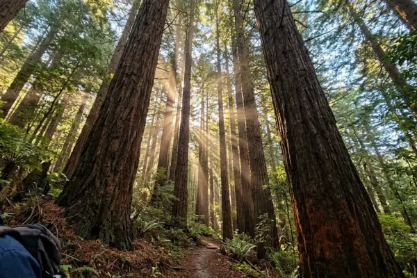 Whakarewarewa Redwood Forest free walking trail sunlight Rotorua New Zealand