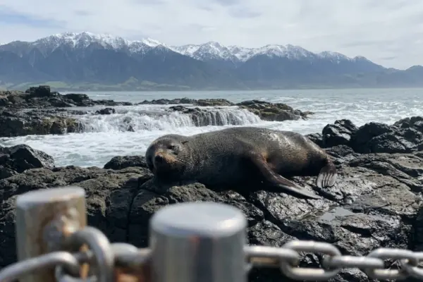 New Zealand fur seal resting on rocks at Point Kean, Kaikoura
