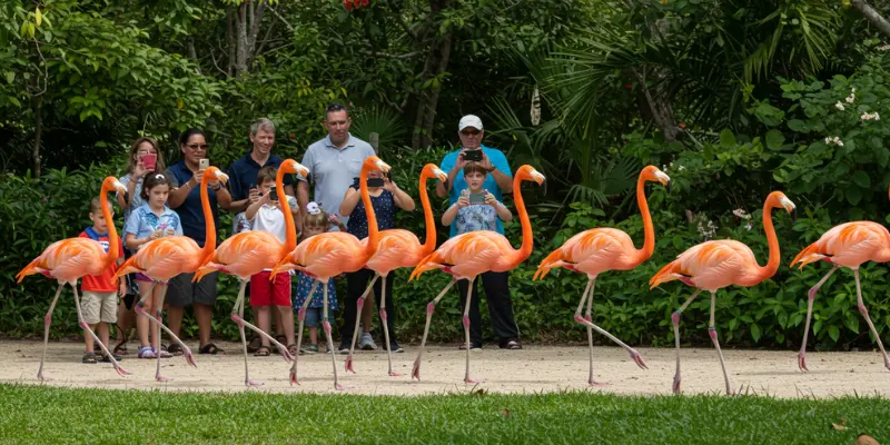 Plan your visit now and make your Bahamas adventure unforgettable. 12 Best Things to Do in Nassau for Every Traveler Visit Ardastra Gardens & See the Flamingos