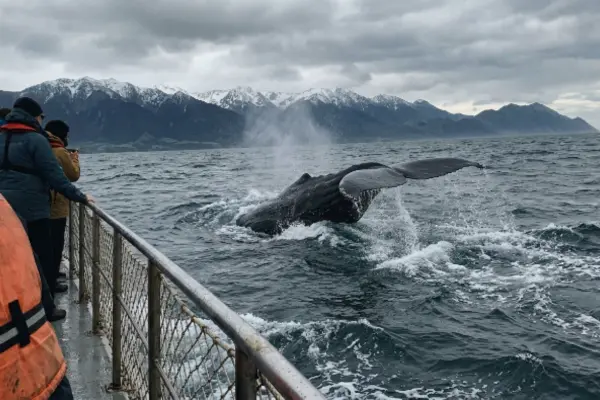 Sperm whale surfacing during a whale watching cruise in Kaikoura, New Zealand